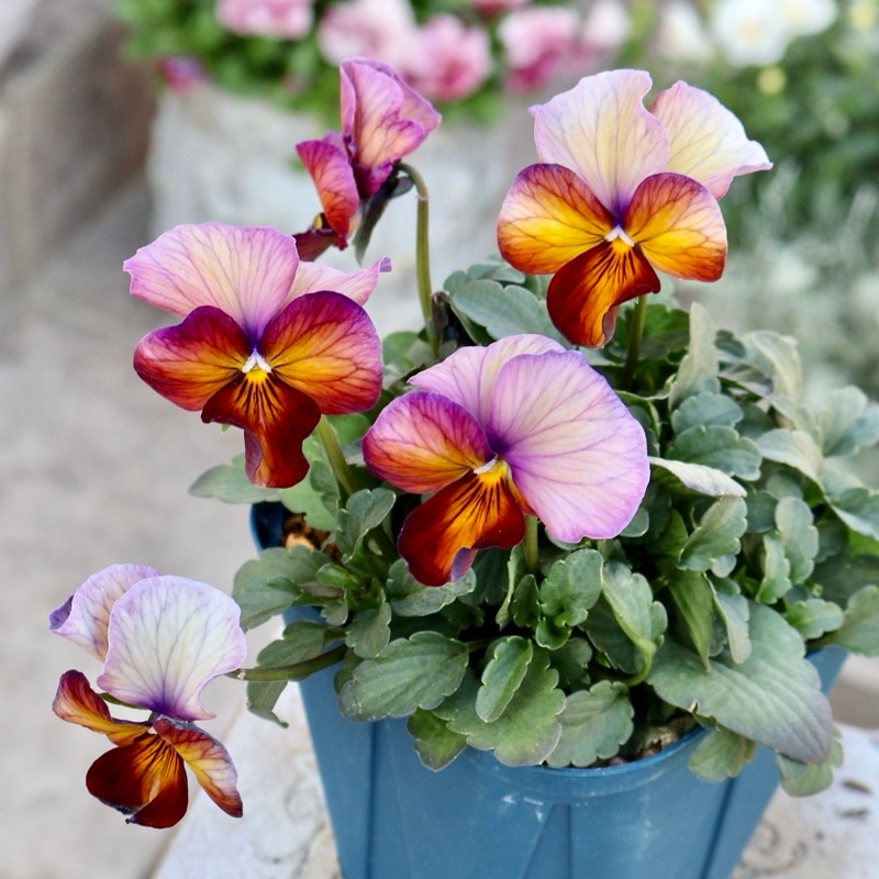 サトウ園芸さん育種「ヌーヴェルヴァーグ」・2025年10月下旬ごろ販売