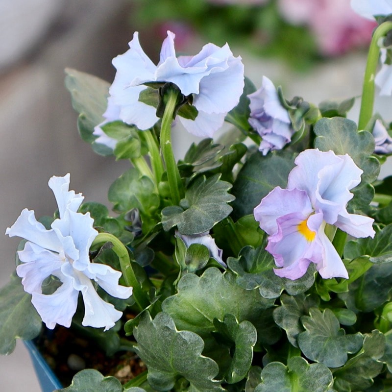 サトウ園芸さん育種「ヌーヴェルヴァーグ」・2025年10月下旬ごろ販売