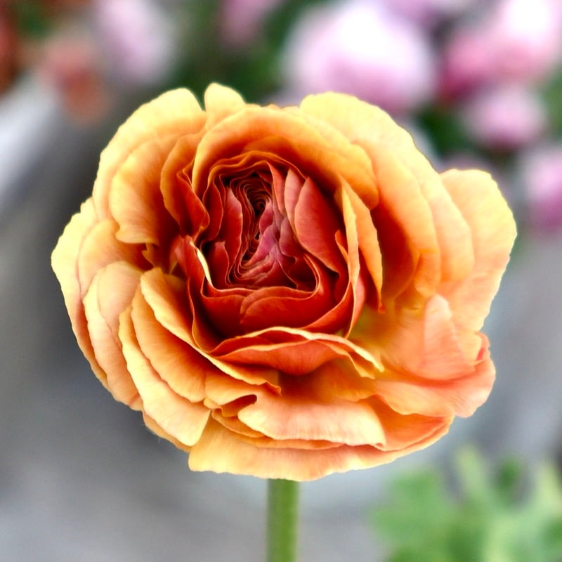 画像の現品1点限り》2色植えでお得♪うえたさんのラナンキュラス