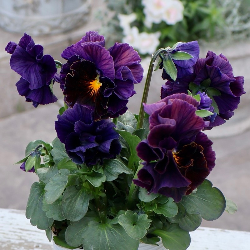 現品1点限り》超希少&超良株☆桂楓園さんのパンジー「フェデネージュ