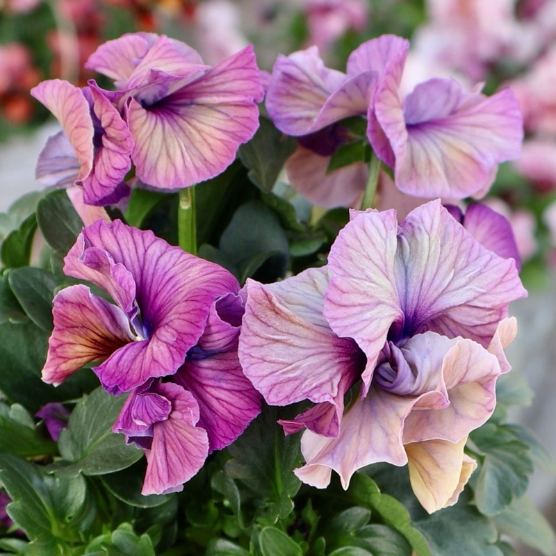 桂楓園さん育種「フェデネージュ・クレープ」・～風散歩～