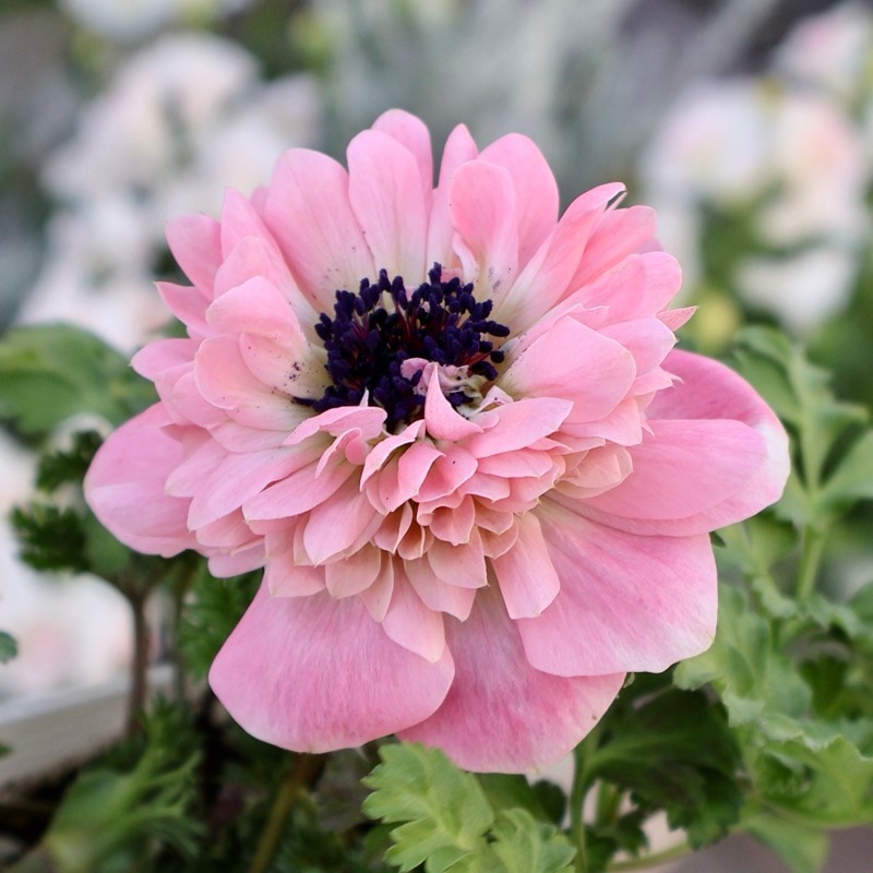 欲しい色が買える!!《画像の現品1点限り》八重咲きアネモネ「momo(もも)」5番