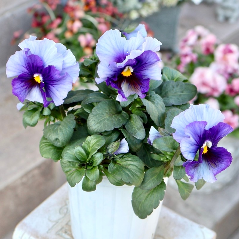 桂楓園さん育種「フェデネージュ・ボンソワレ」・～風散歩～