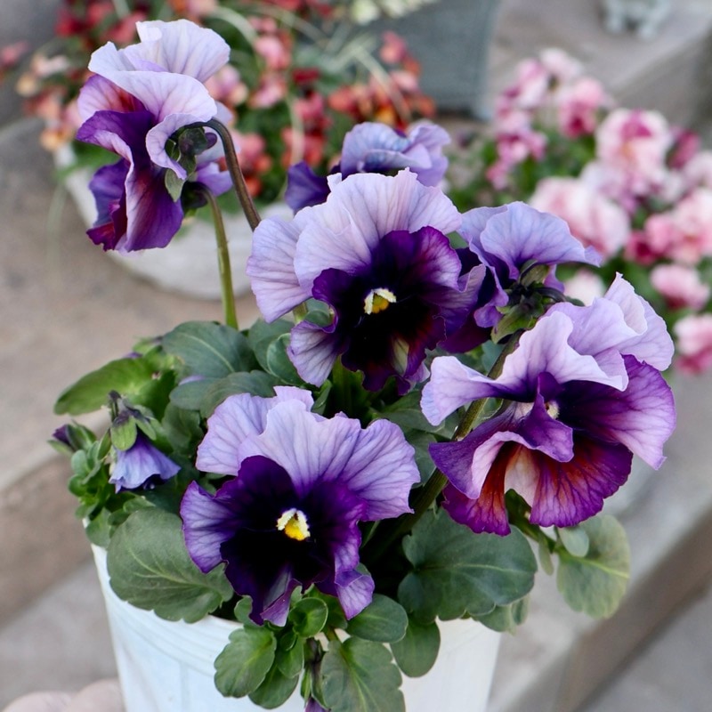 M*I様 フェデネージュ ボンソワレ 桂楓園さん育種「フェデネージュ・ボンソワレ」・～風散歩～