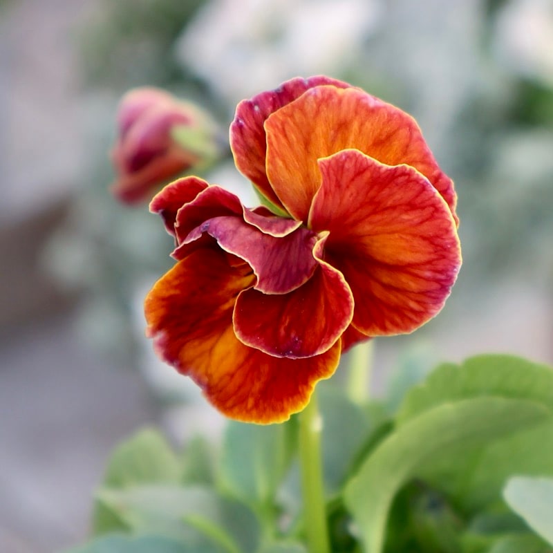 NEW《画像の現品1点限り》大牟田さんのビオラevolve(エボルベ)オーララ