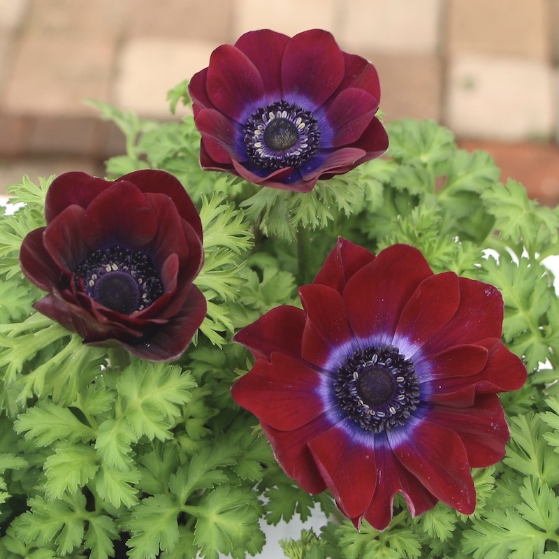 一重咲きアネモネ「チョコレート」