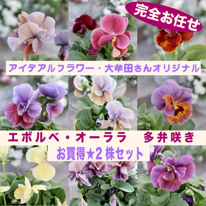 《色・形を選べないからお買得♪》お任せ2株セット☆大牟田さんの「エボルべ・オーララ　多弁咲き」【色選択不可】