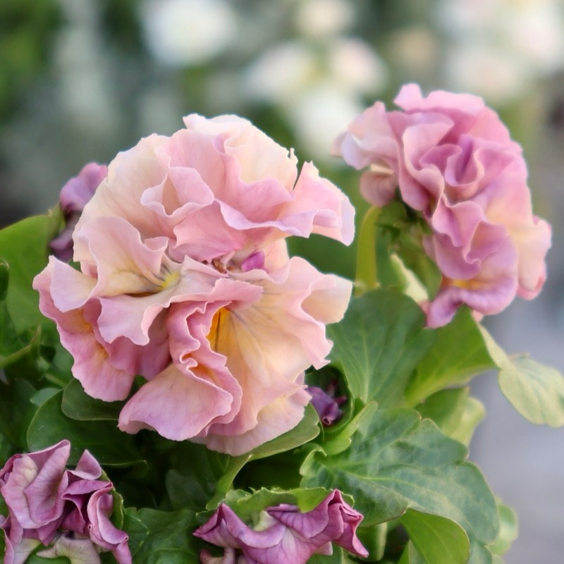 花色を選べる《画像の現品1点限り》吉村さん生産の八重咲きパンジー「プリンセスKEIKO」12番