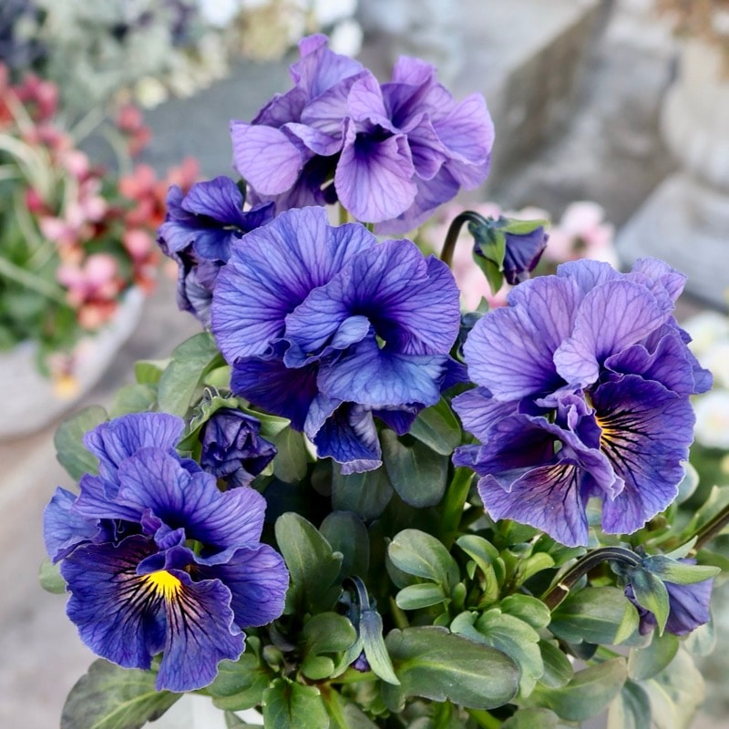 桂楓園さん育種「フェデネージュ・クレープ」・～風散歩～