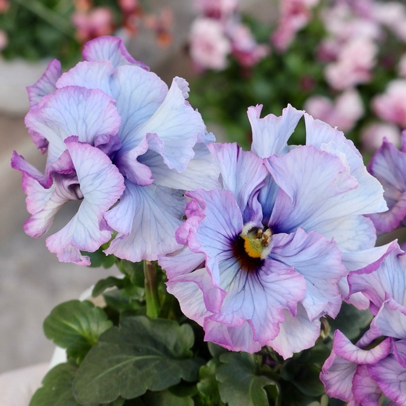 25年秋-26年春の新品種 》現品1点限り☆桂楓園さんのパンジー「フェデ