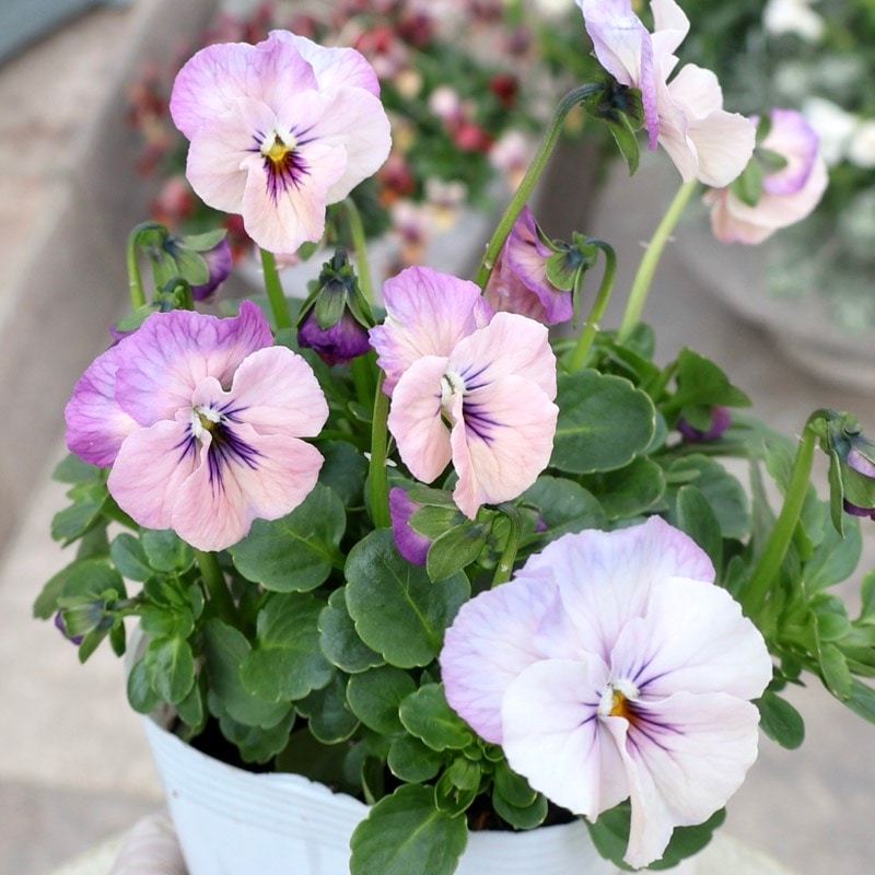 ラスト!!《現品最新画像追加》画像の現品☆高知・植田さんのビオラ☆試験品種〈25-13〉