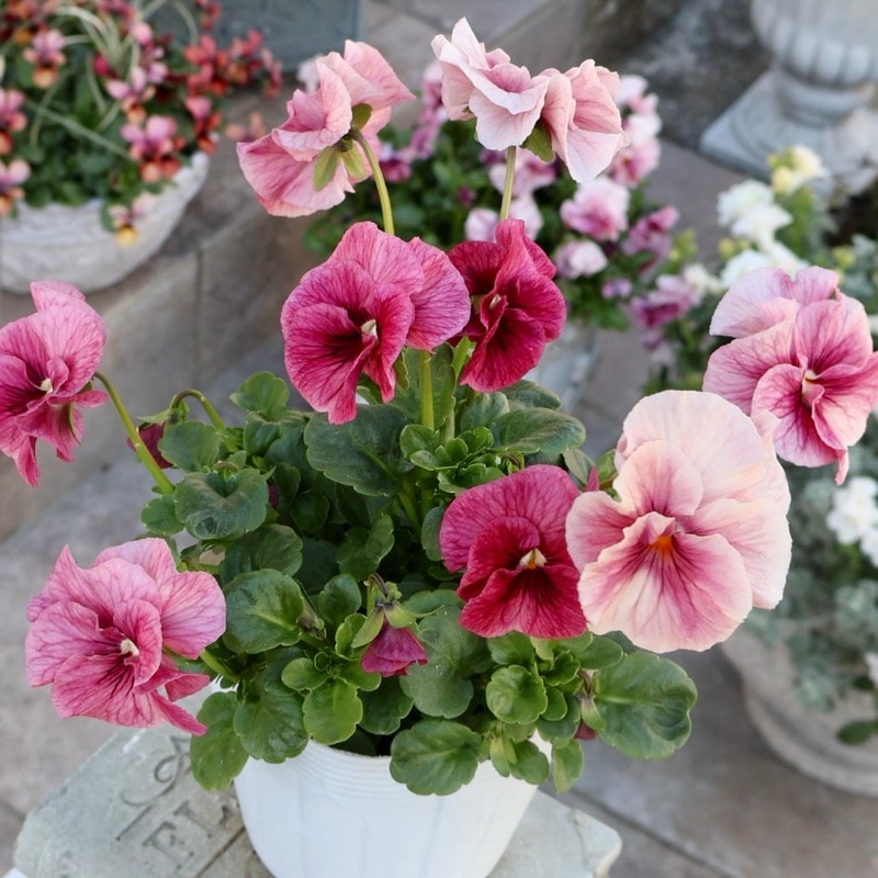 画像の現品1点限り☆高知・植田さんのビオラ☆試験品種〈25-14〉