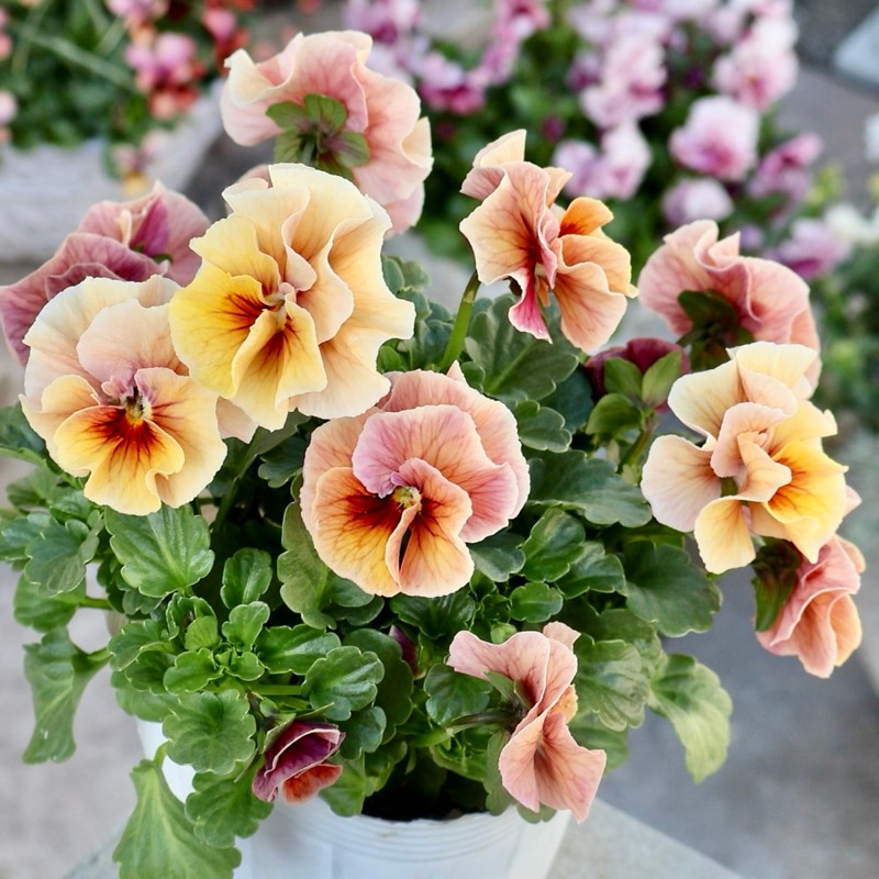 《画像の現品1点限り》植田さん推しで飛び入り入荷☆高知・植田さんのビオラ☆試験品種〈25-15〉