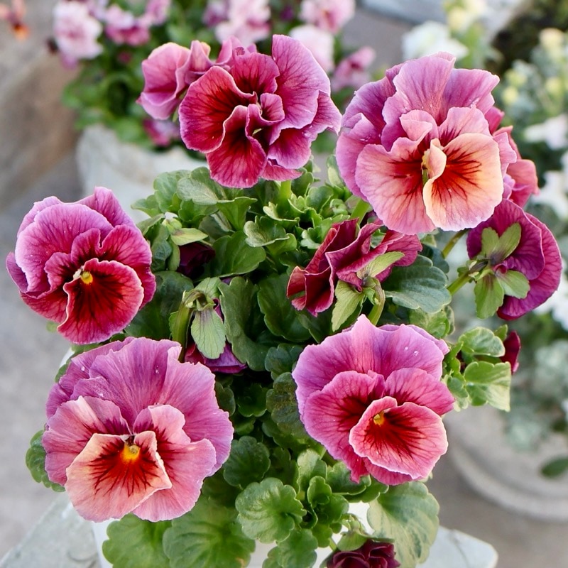 《画像の現品1点限り》植田さん推しで飛び入り入荷☆高知・植田さんのビオラ☆試験品種〈25-16〉