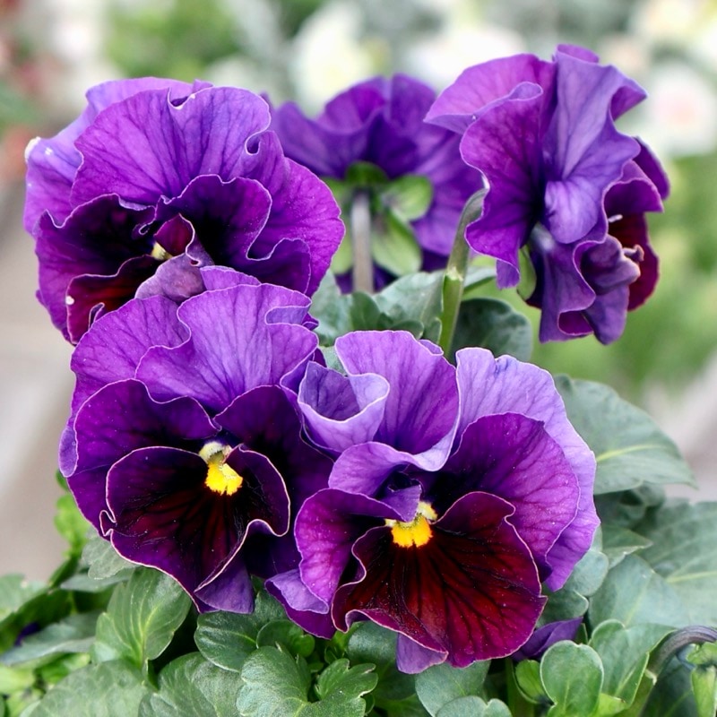 桂楓園さん育種「フェデネージュ・ボンソワレ」・～風散歩～