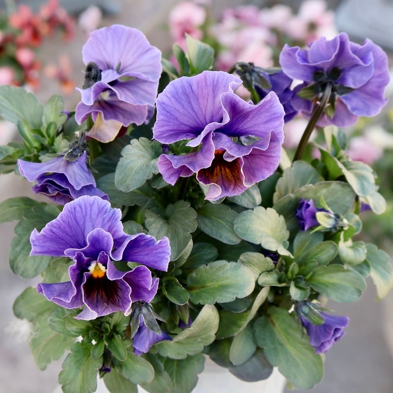 パンジーセット ビオラ フルール フェデネージュ3品種 シエルブリエ セネシオ パンジーセット ビオラ フルール フェデネージュ3品種 シエルブリエ