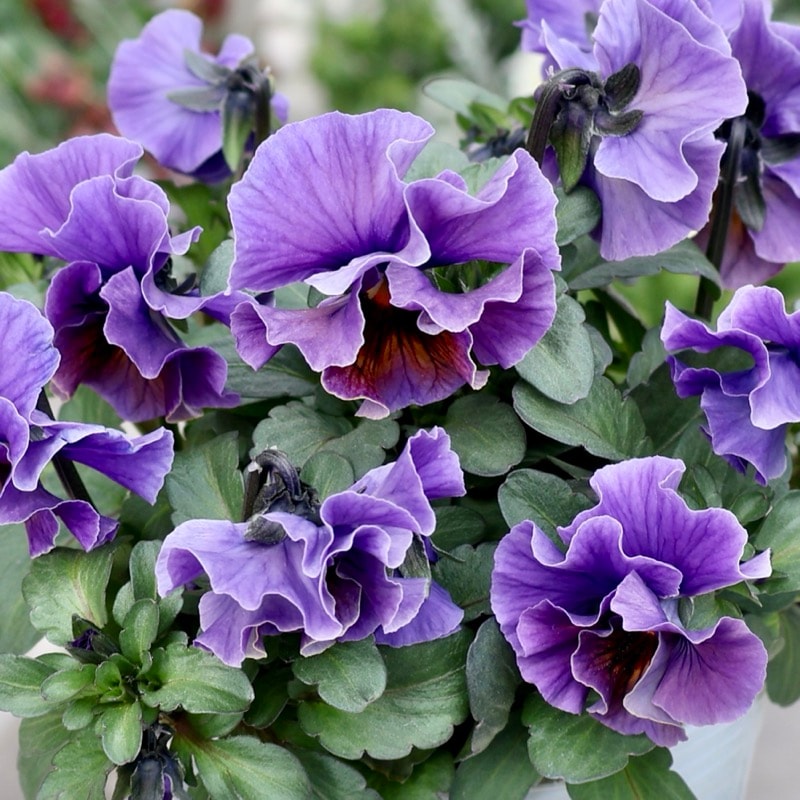 桂楓園さん育種「フェデネージュ・ボンソワレ」・～風散歩～