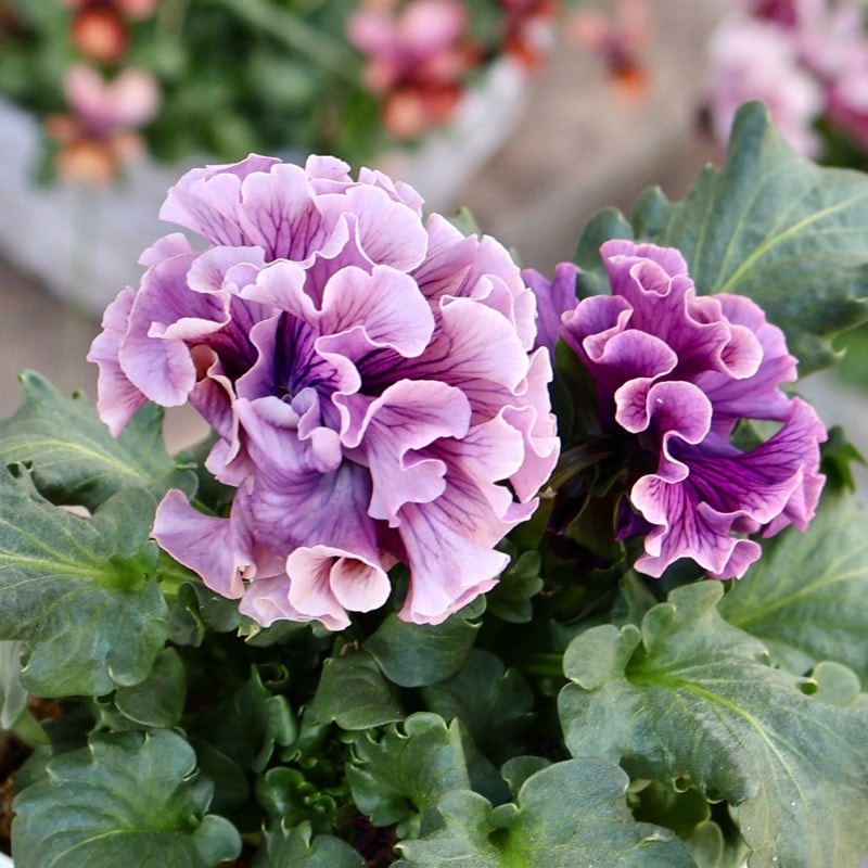 サトウ園芸さん育種「ローブドゥアントワネット」・2025年11月上旬ごろ