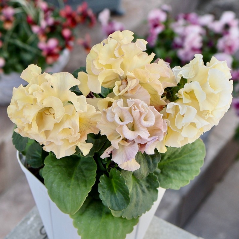 サトウ園芸さん育種「ローブドゥアントワネット」・2025年11月上旬ごろ