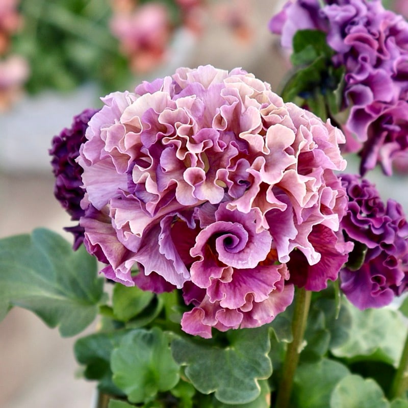 サトウ園芸さん育種「ローブドゥアントワネット」・2025年11月上旬ごろ