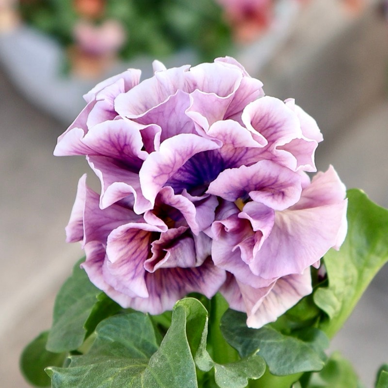 サトウ園芸さん育種「ローブドゥアントワネット」・2025年11月上旬ごろ