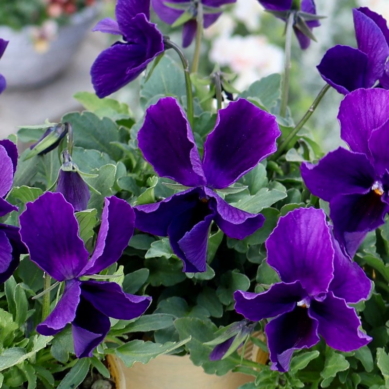 NEW《画像で花の色・形を選べる!!》大牟田さんの試験品種ビオラ「紺碧-こんぺき-」<1番>