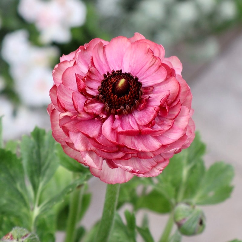 希少品《画像の現品!! 》綾園芸さんの変わり咲きラナンキュラス