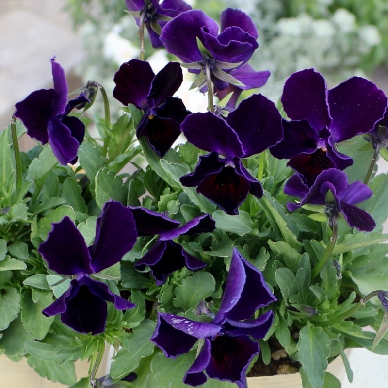 NEW《画像で花の色・形を選べる!!》大牟田さんの試験品種ビオラ「紺碧