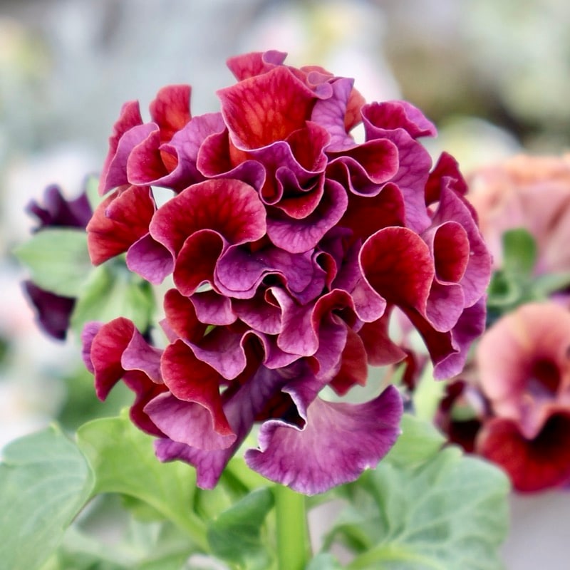 サトウ園芸さん育種「ローブドゥアントワネット」・2025年11月上旬ごろ