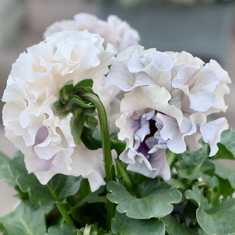 サトウ園芸さん育種「ローブドゥアントワネット」・2025年11月上旬ごろ