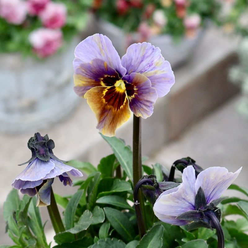 大牟田さん育種「エボルべ・ストライプ」・2025年12月ごろ販売開始