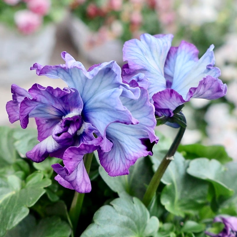 25年秋-26年春の新品種 》最後の現品1点限り☆桂楓園さんのパンジー