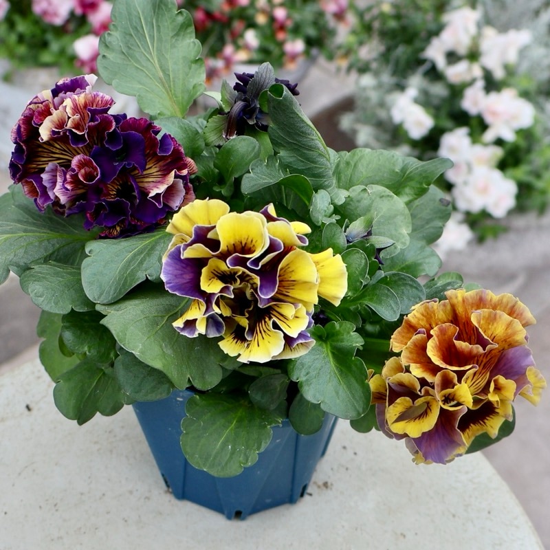 Sakuさま　Ｒ２７♥アール・ド・フルール♥人気品種♥花苗ポットごと発送♥ ガーデニング雑貨と花苗のセレクトショップ～風散歩～