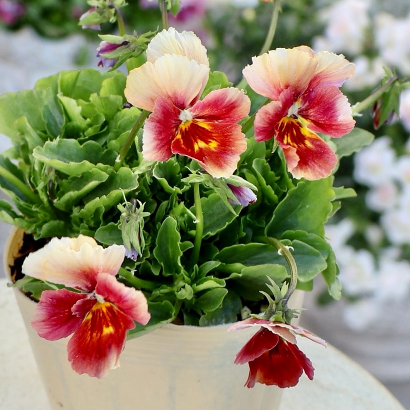 ガーデニング雑貨と花苗のセレクトショップ～風散歩～