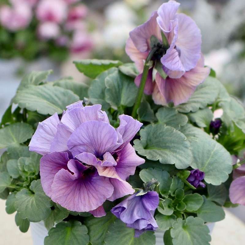 《画像の現品1点限り》 北島園芸さんのフリル咲きビオラ「ふんわりフリル(仮名)」10番　