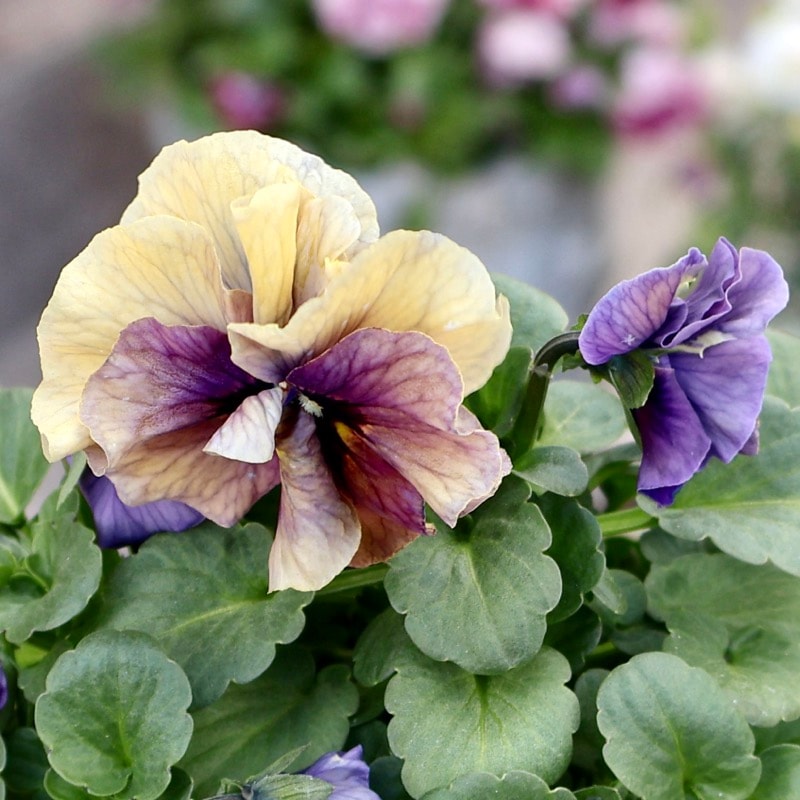 《画像の現品1点限り》 北島園芸さんのフリル咲きビオラ「ふんわりフリル(仮名)」11番　