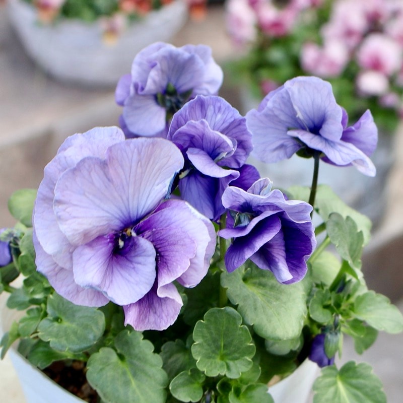 《画像の現品1点限り》 北島園芸さんのフリル咲きビオラ「ふんわりフリル(仮名)」12番　