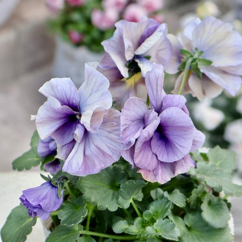 《画像の現品1点限り》 北島園芸さんのフリル咲きビオラ「ふんわりフリル(仮名)」13番　