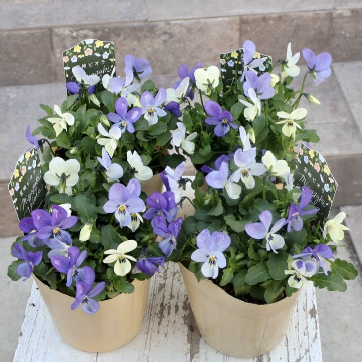 アイデアルフラワー・大牟田さん生産のビオラ「白うさぎ」