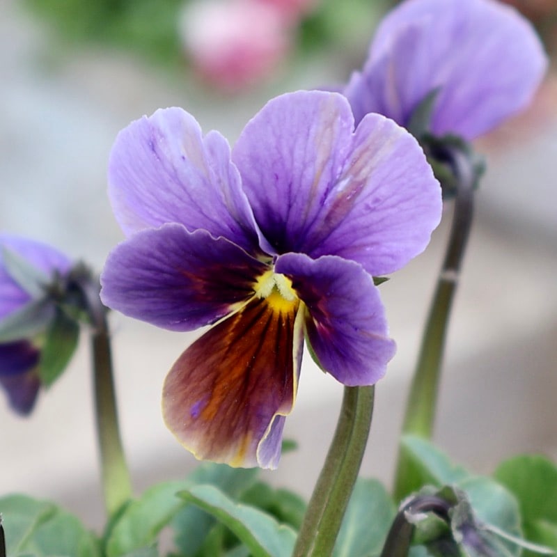 大牟田さん育種「エボルべ・ストライプ」・2025年12月ごろ販売開始