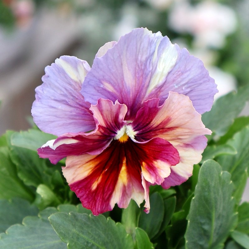 大牟田さん育種「エボルべ・ストライプ」・2025年12月ごろ販売開始