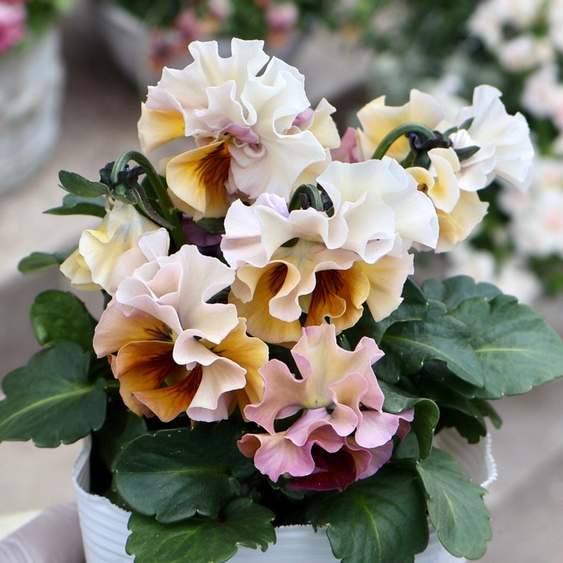 《画像の現品1点限り》 北島園芸さんのフリル咲きビオラ「ドレープ・シエナ」78番　