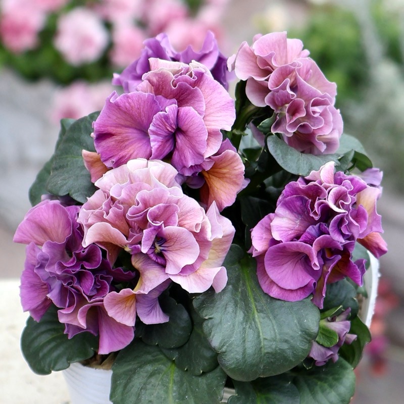 《画像の現品1点限り》 北島園芸さんのフリル咲きビオラ「ドレープ・シエナ」79番　