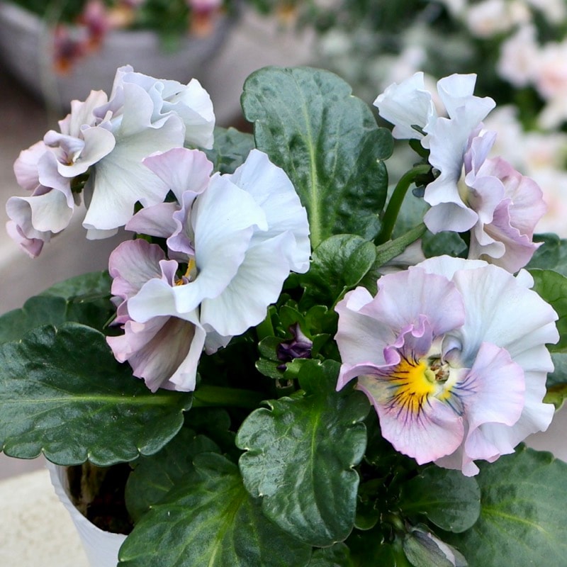 《画像の現品1点限り》 北島園芸さんのフリル咲きビオラ「ドレープ・シエナ」80番　