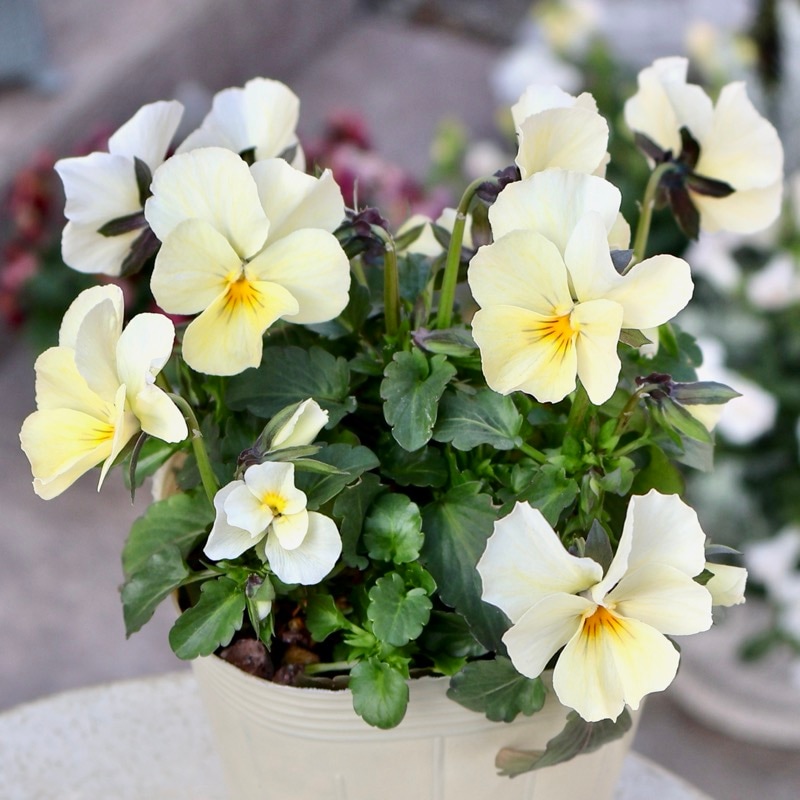 画像の現品1点限り】Green Farmv Village(奥田園芸)さん育種のときめき