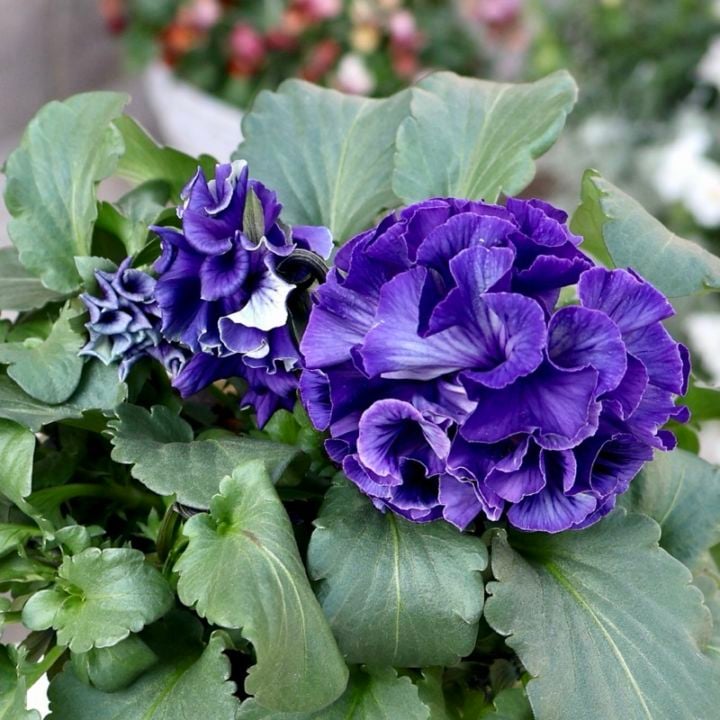 メーカー品種「パンジー」＆「ビオラ」・2025年11月ごろ販売開始・～風