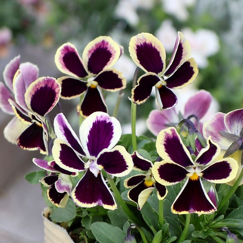 希少品種《画像の現品1点限り》大牟田さん生産☆ROKA'Sビオラ「リトル