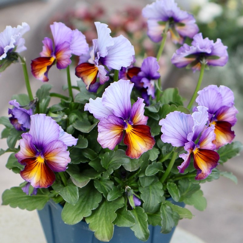 サトウ園芸さん育種「ヌーヴェルヴァーグ」・2025年10月下旬ごろ販売