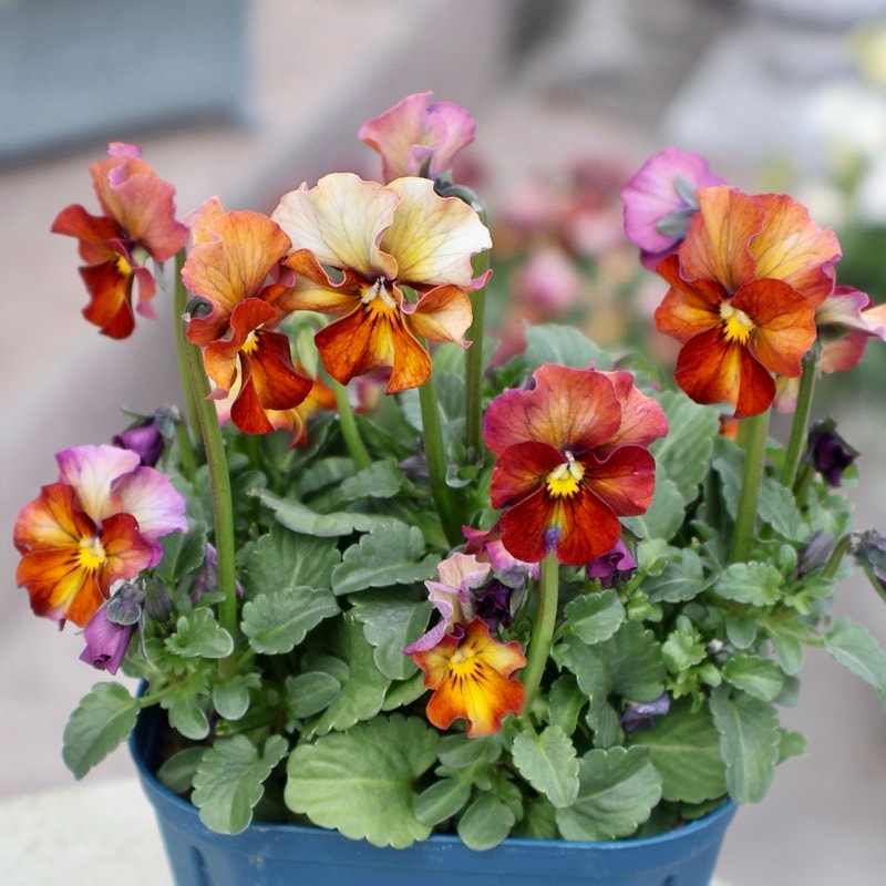 サトウ園芸さん育種「ヌーヴェルヴァーグ」・2025年10月下旬ごろ販売