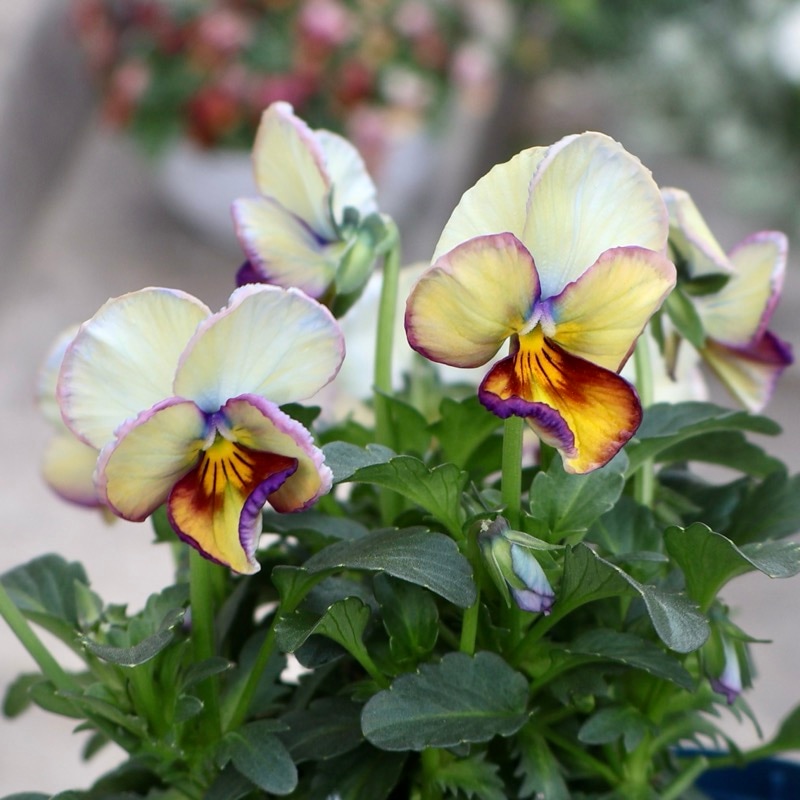 画像の現品1点限り☆スペシャルなサトウ園芸さんのビオラ・ヌーヴェル